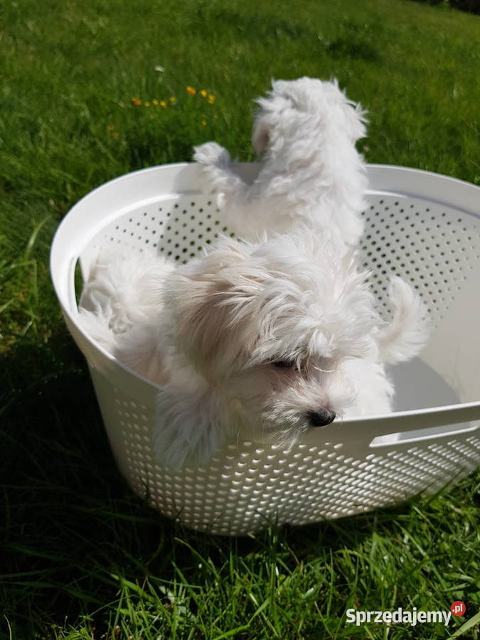 urocze maltańczyki Aleksandrów Łódzki