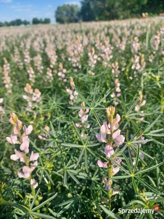 Łubin słodki KORAL mazowieckie Majki Duże