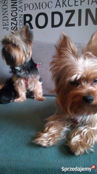 Australian Silky terier Stargard sprzedam