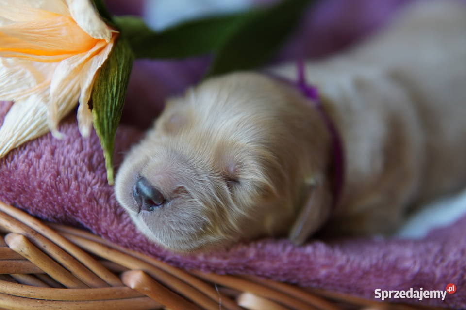 Szczeniak Golden Retriever Golden Retriever Rzeszów sprzedam