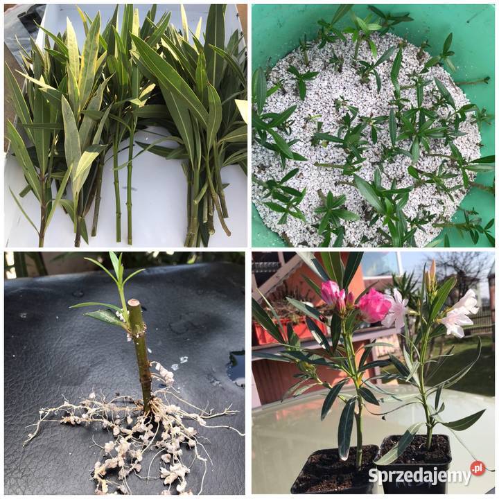 Szczepki okeander powinny zakwitnąć 2021 roku Rośliny małopolskie