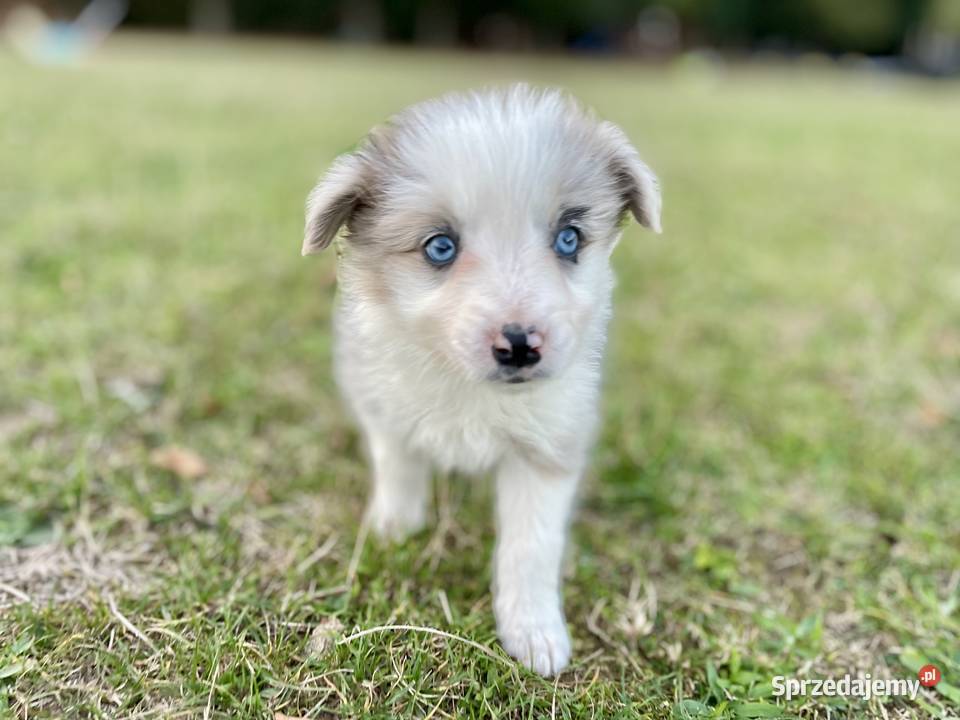 Border collie suczka Ostrowiec Świętokrzyski
