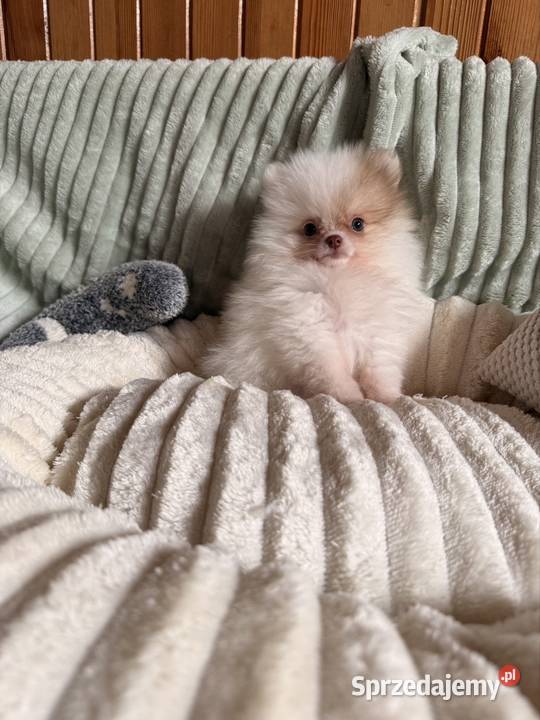 Szpic miniaturowy pomeranian Częstochowa