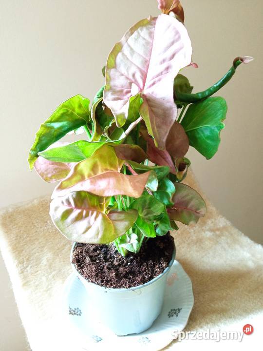 Kwiaty domowe podlaskie