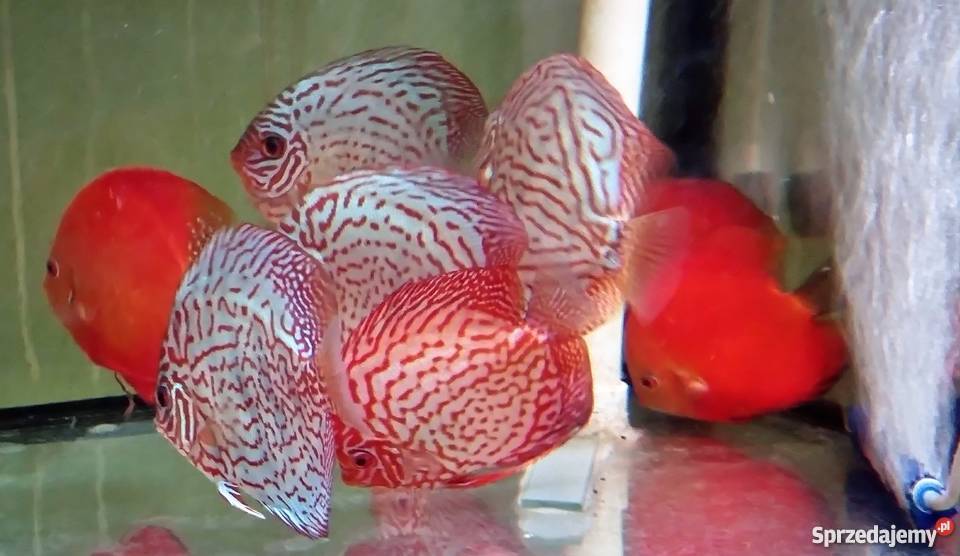 Paletki dyskowce 15 Gronity