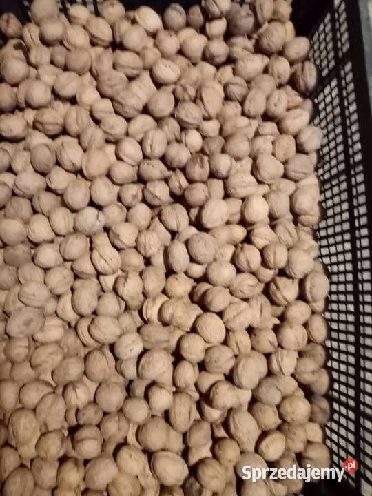 Orzechy włoskie zbiór 2025r podkarpackie Dębica