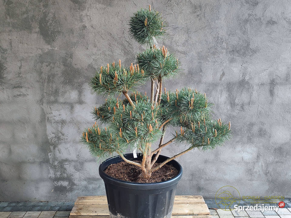 Sosna pospolita formowana 089 NIWAKI BONSAI Warszawa