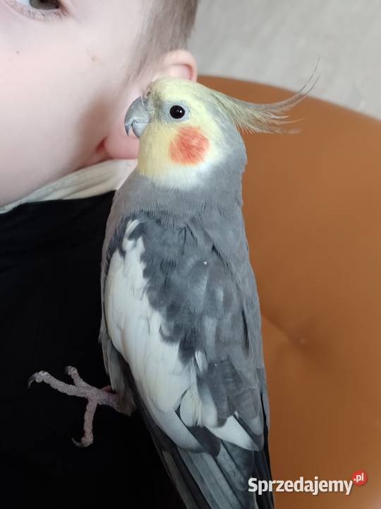Papugi oswojone Nimfy śląskie Cieszyn