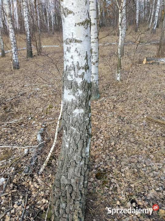 Sok z brzozy oskoła Zgierz sprzedam