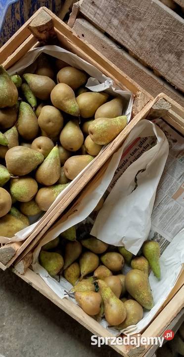 Gruszki owoc mazowieckie Łaźniewek