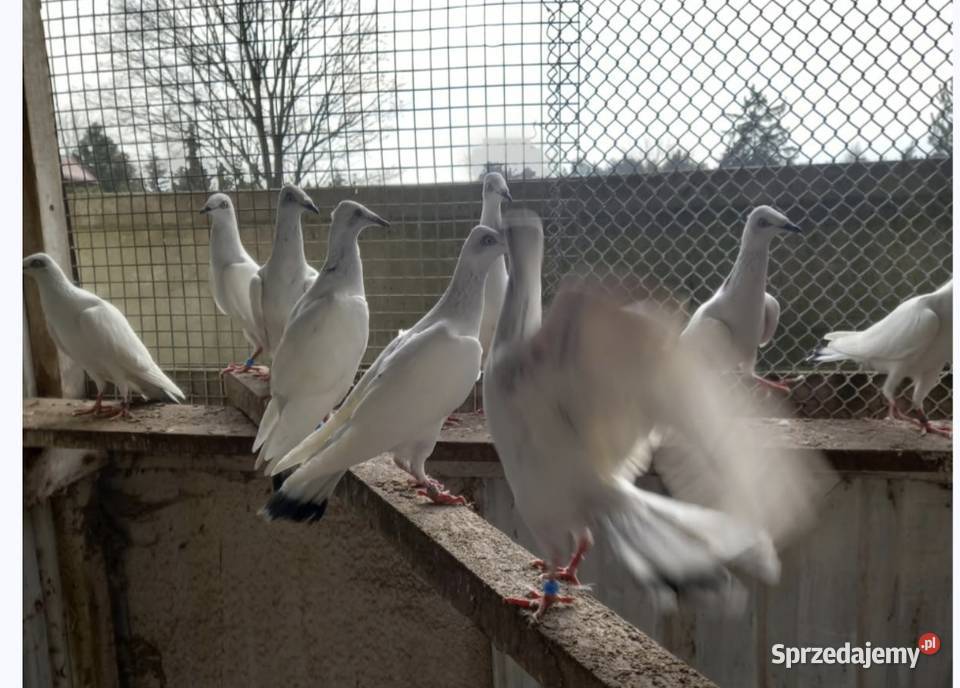 Sprzedam gołębie srebrniaki