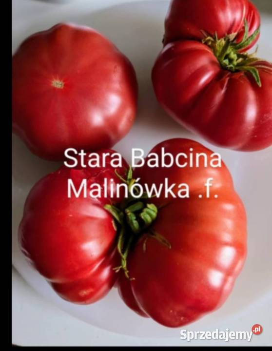 Stara Malinówka pomidor kolekcjonerski SS Legnica