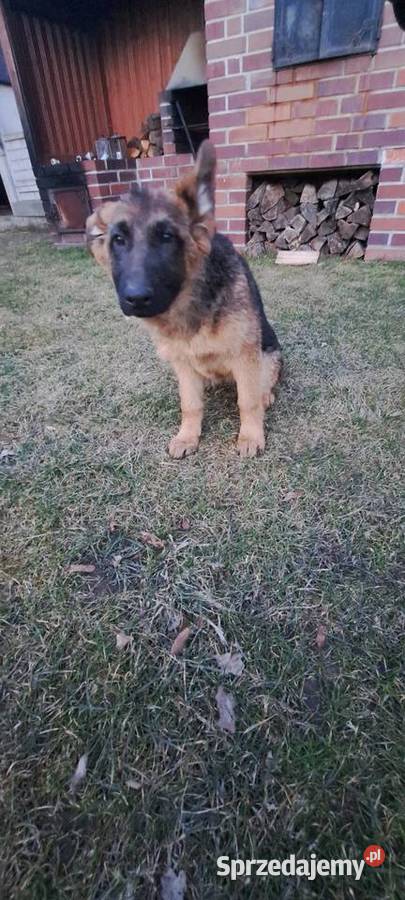 Szczeniak owczarka niemieckieckiego Zwierzęta opolskie