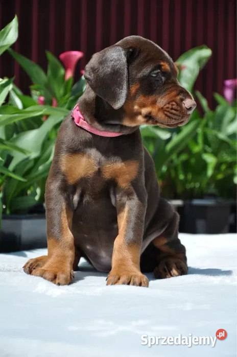 Szczeniak dobermana