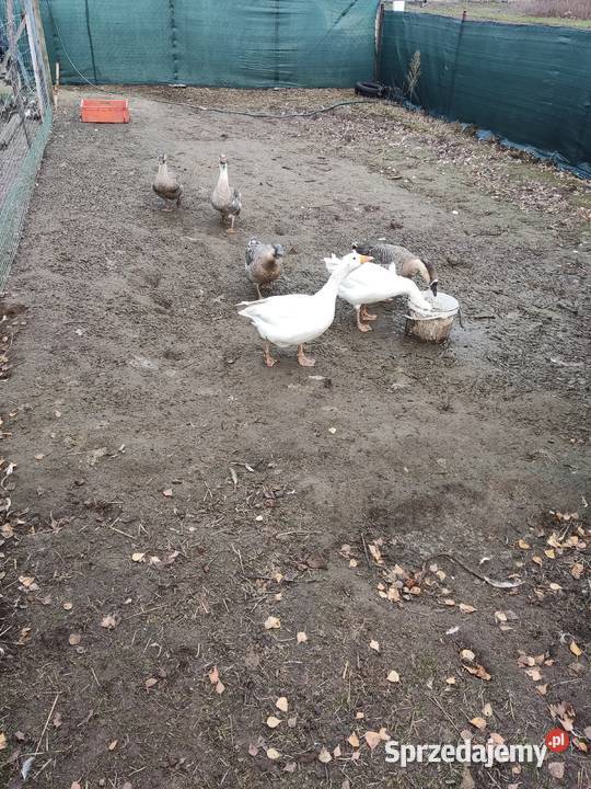 Sprzedam zwierzęta widoczne na zdjęciach Tanio Zwierzęta Kraśnik