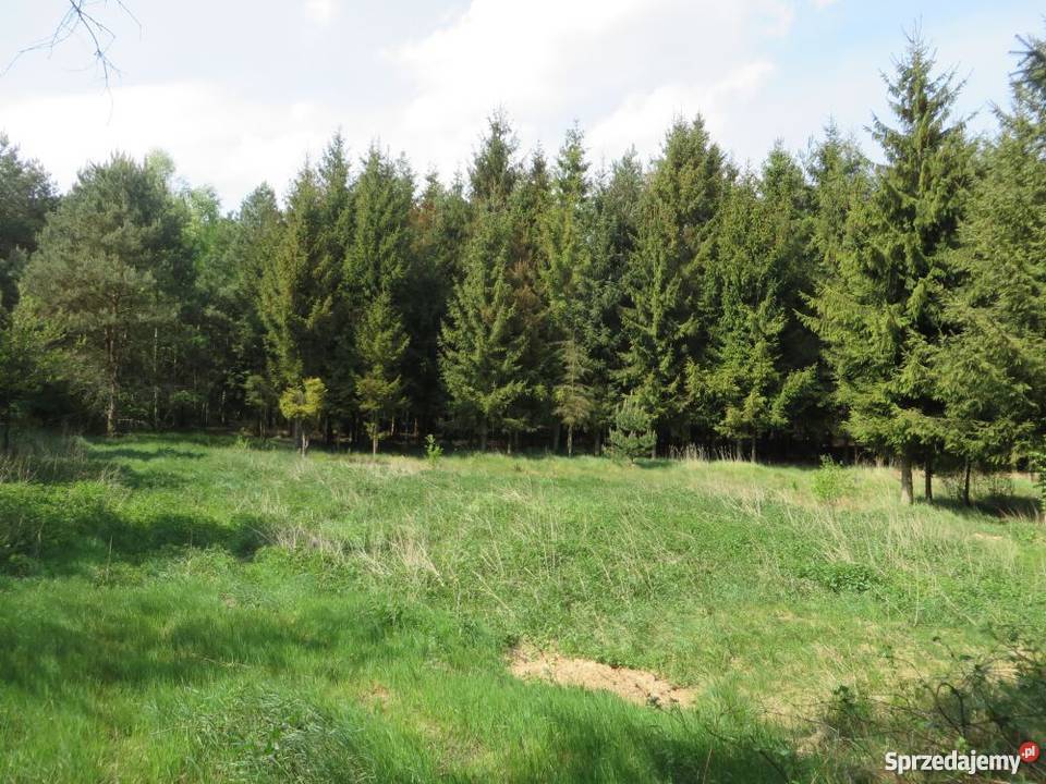 Działka wśród lasów leśna Gostynin