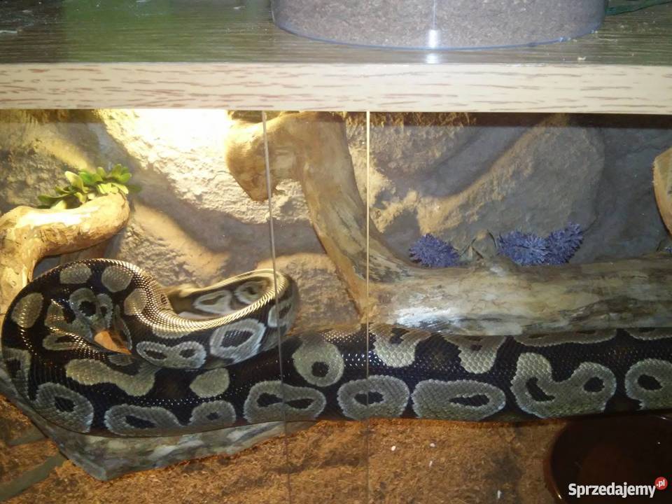 Pyton królewski dorosła samica Zwierzęta Ustka sprzedam