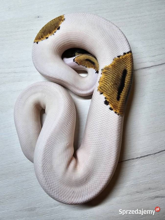 Wąż pyton królewski python regius samica Wrocław