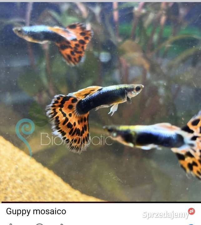 Guppi Samiec śląskie Sosnowiec