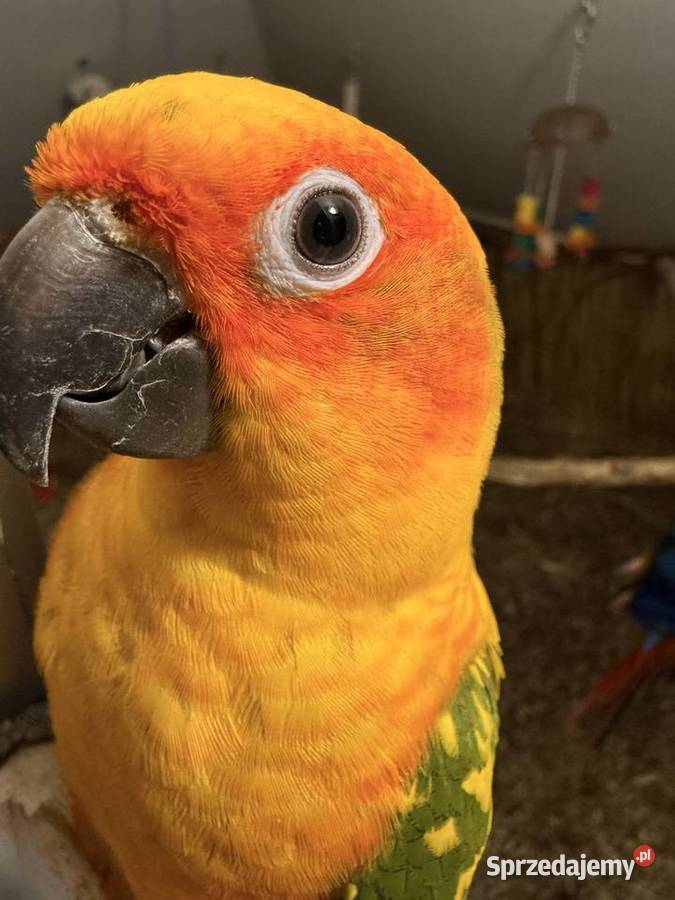 Papugi Konury Słoneczne para samiec samica kujawsko-pomorskie