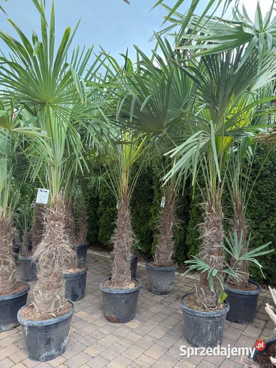 Palma Mrozoodporna Trachycarpus Fortunei śląskie