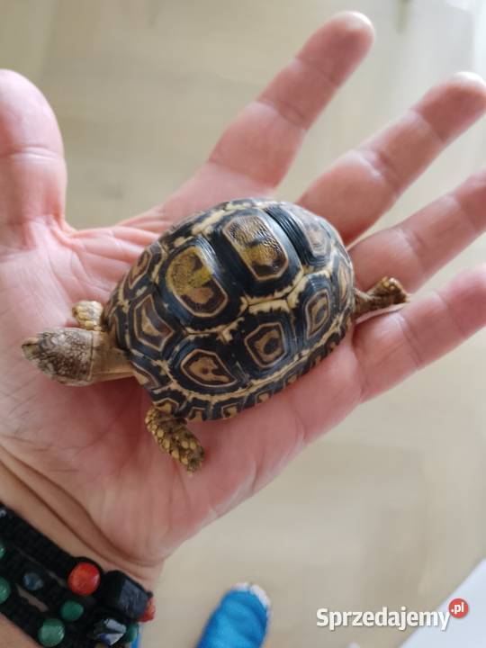 Żółw Lądowy Lamparci Olsztynbezpieczna wysyłka Gady i płazy Olsztyn