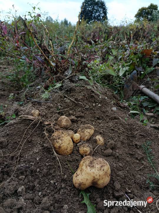 Ziemniaki naturalne na Oborniku Rajcza
