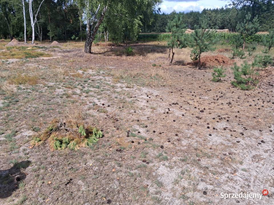 Sprzedam działki budowlane w Zduńskiej Woli Zduńska Wola