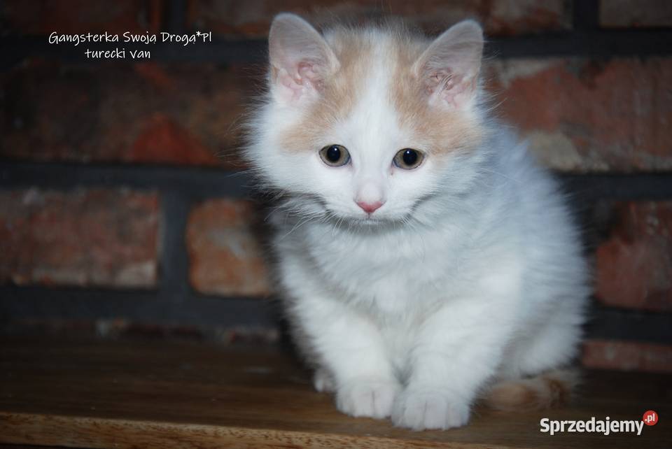 Gangsterka Swoją Drogą turecki van śląskie Zawiercie