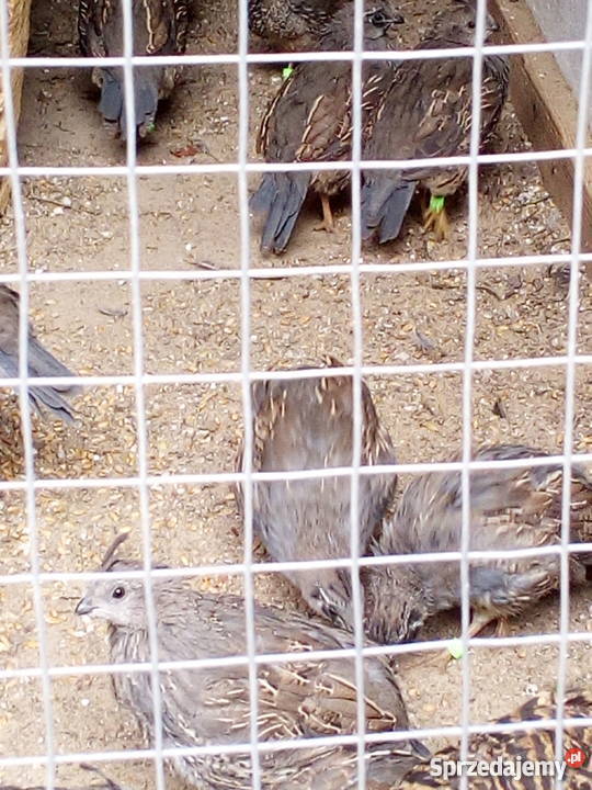 Przepiór kalifornijski Syców