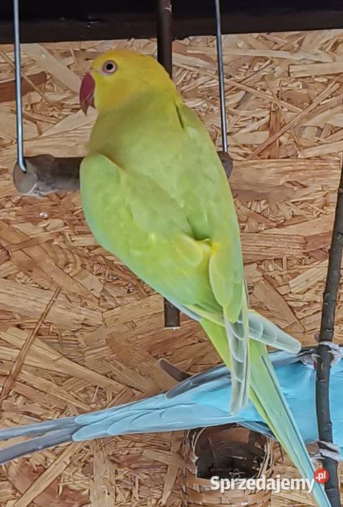 Sprzedam zamienie Ptaki Dobczyce