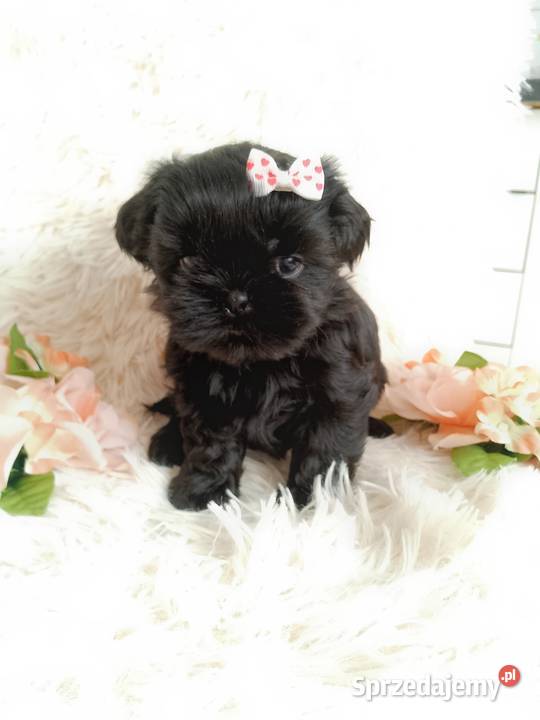 Gotowa do odbioru śliczna suczka rasy ShihTzu opolskie Namysłów