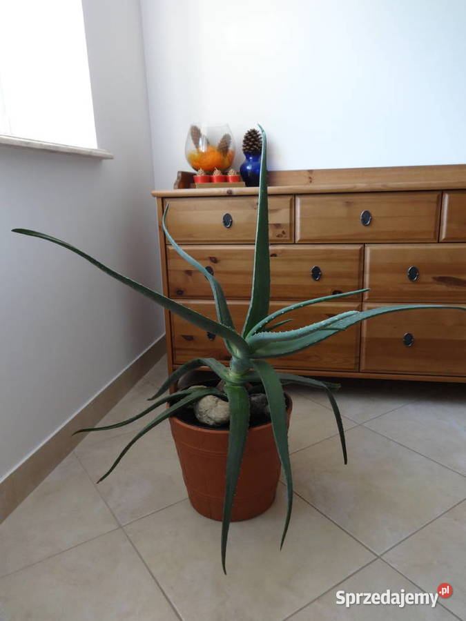 Aloes kwiat doniczkowy Tomaszów Mazowiecki sprzedam