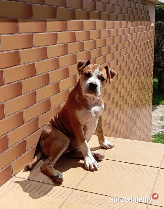 American Staffordshire Terrier Zwierzęta