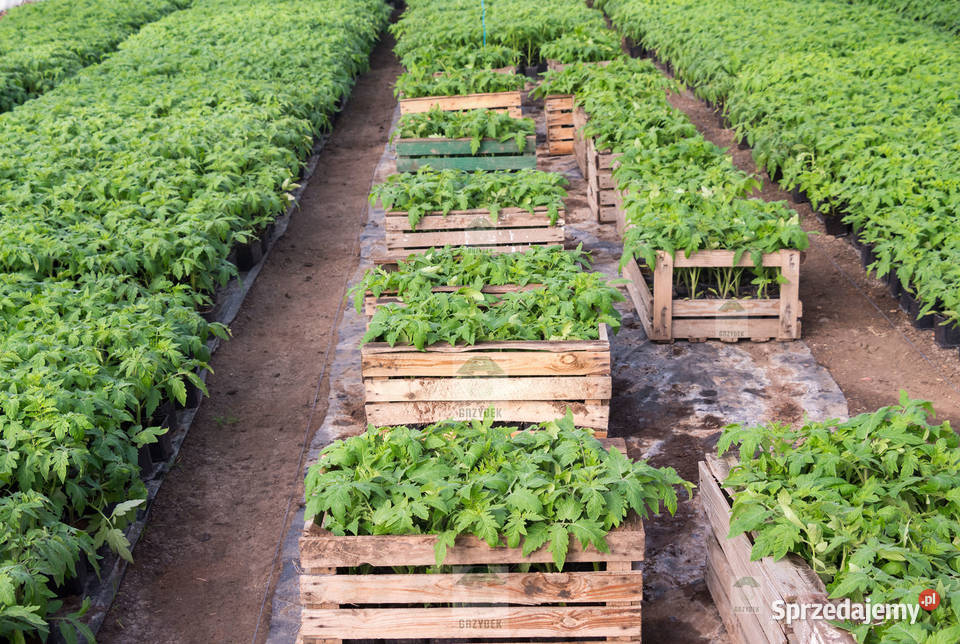 POMIDOR TUCANO rozsada sadzonka Jelenia Góra