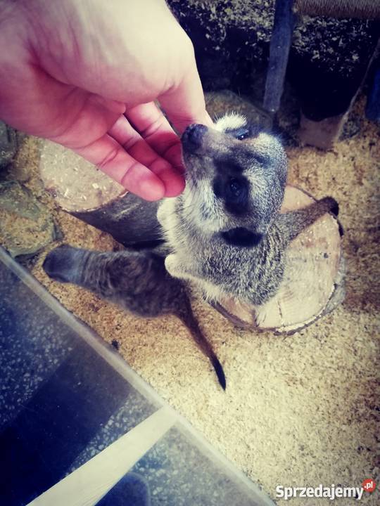 Surykatki para surykatka Kraków sprzedam