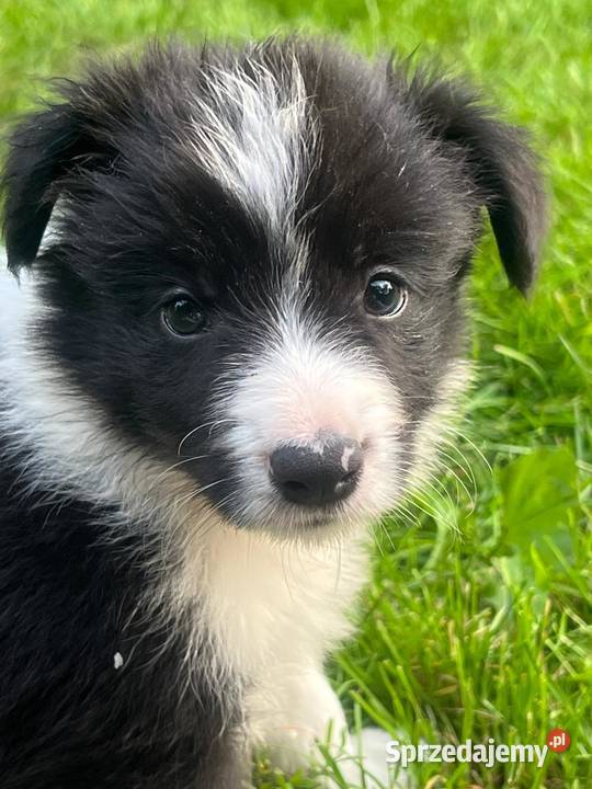 Border Colliepiękne szczenięta Pozostałe Nieledew