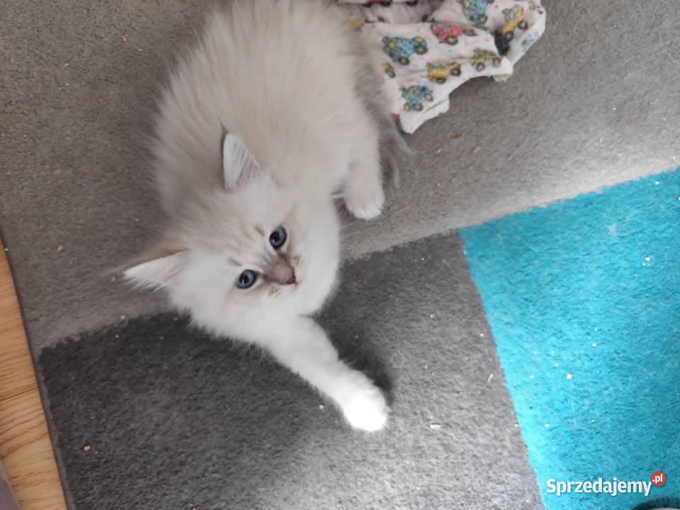 Kotki Neva masquerade FifeFPL