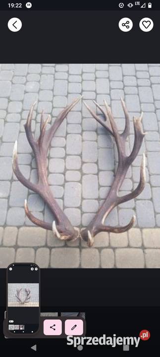 Poroże jelenia Antyki Lesko