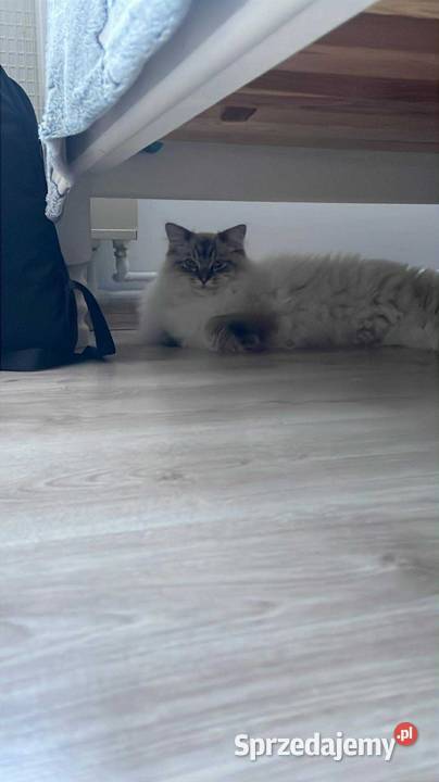 Piękny kocurek Ragdoll Czarna Woda