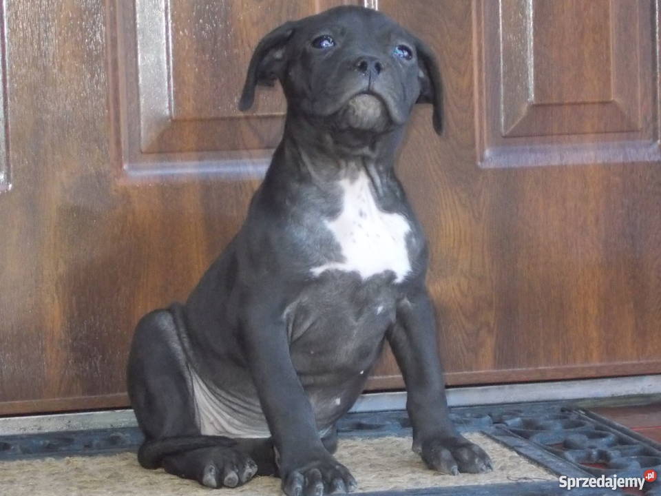 Suczka Czarna Amstaff Płock sprzedam