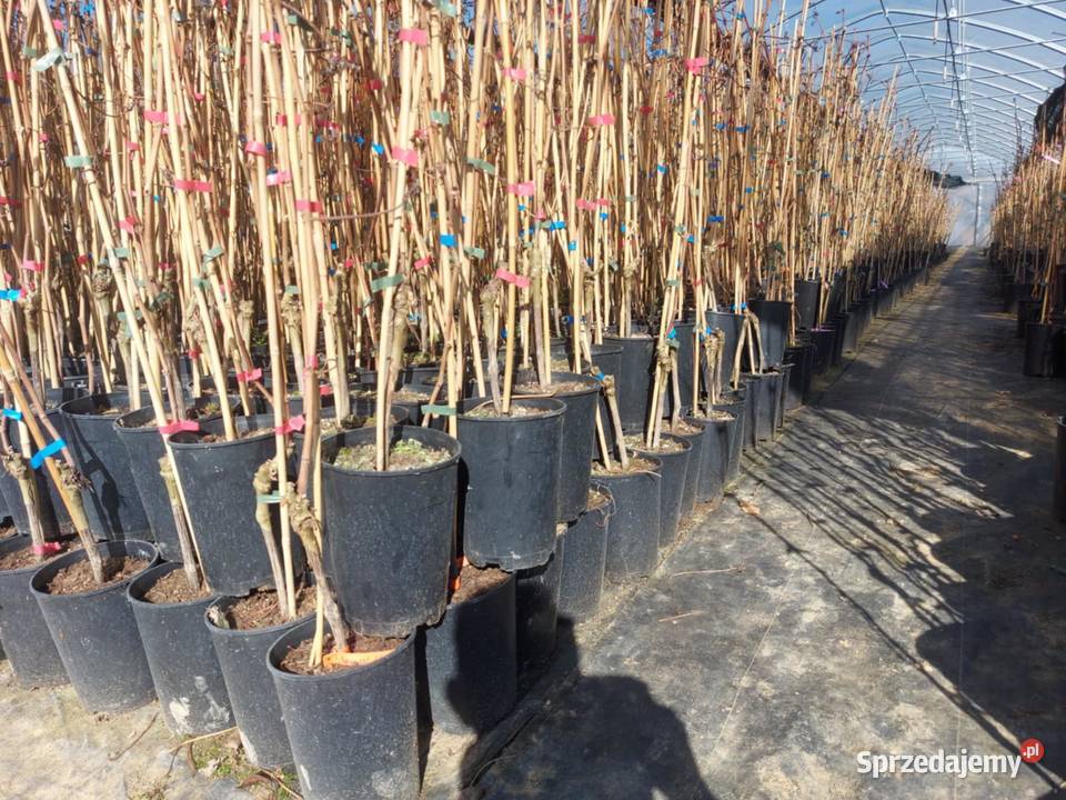 Sadzonki winorośli Największy winogron ARKADIA Owocowe Łazy Brzyńskie sprzedam