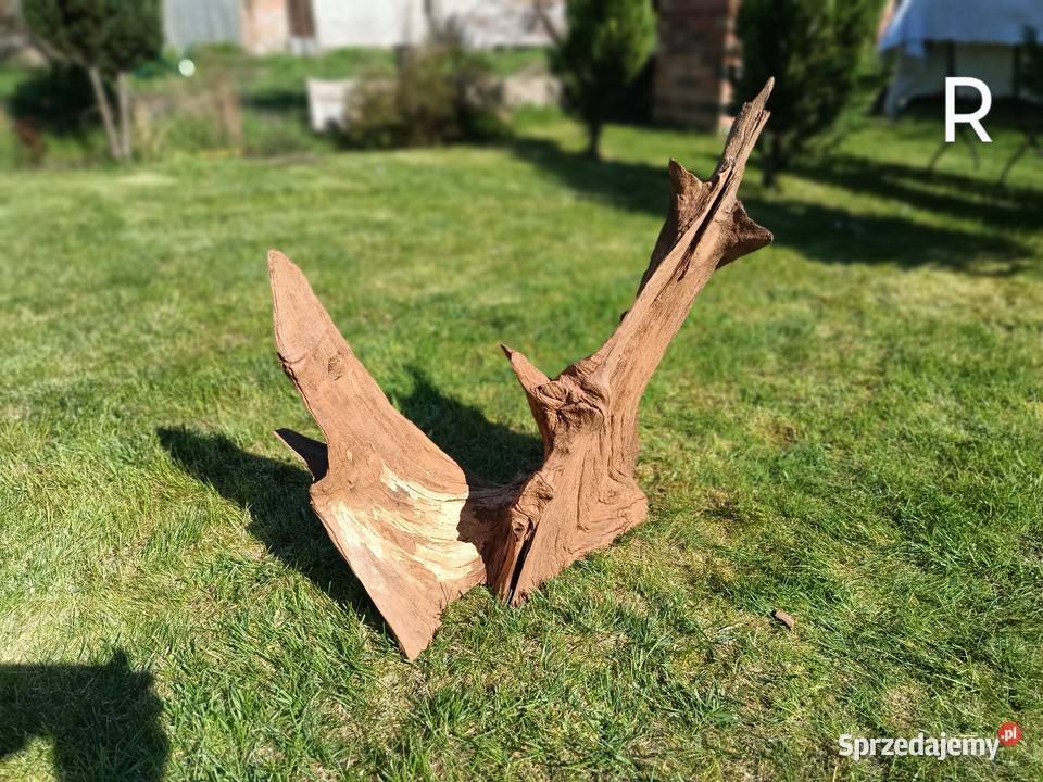 Korzeń ozdobny do domu ogrodu akwarium Trzciel