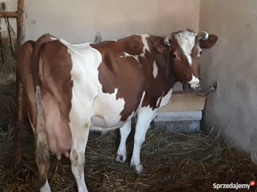 Sprzedam krowę podkarpackie