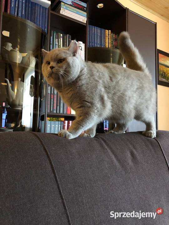 Kot brytyjski Marley reproduktor grupa krwi Brody