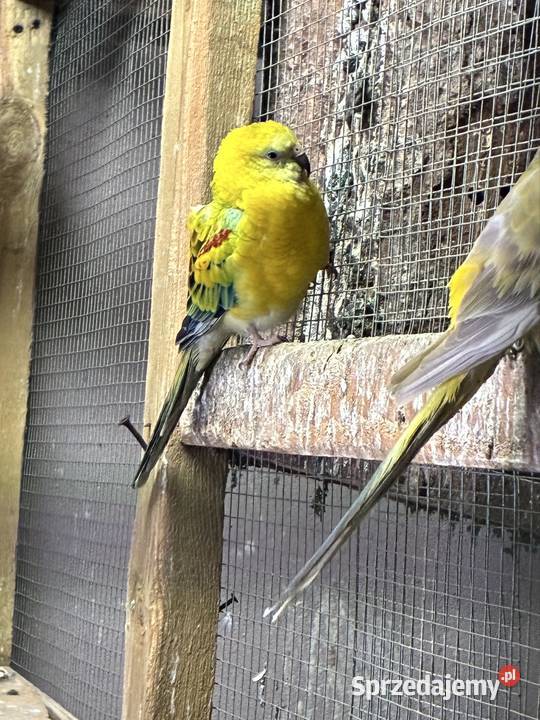 Świergotki seledynowe para wielkopolskie Zofiowo sprzedam