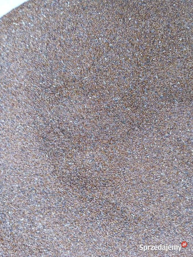 Nasiona babka lancetowata 2025 lubelskie Izbica