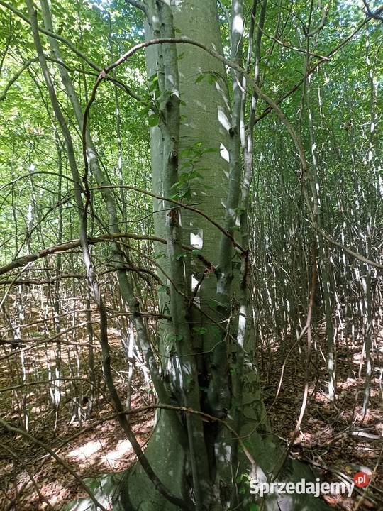 Las 60ar starodrzew opał rekreacja Łużna