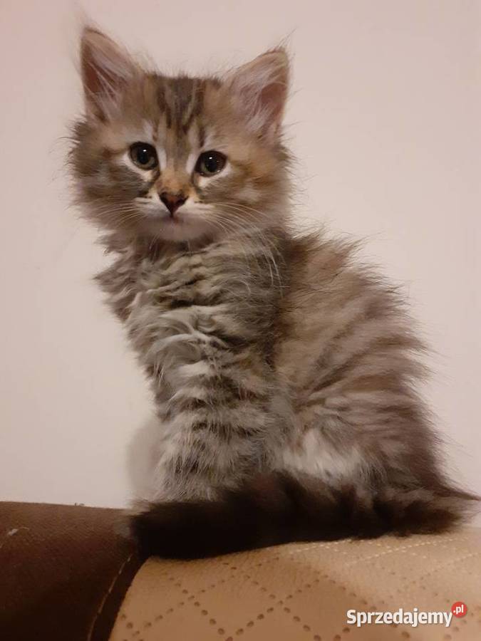 Przepiękna Kotka Syberyjska Gloria mazowieckie Sochaczew