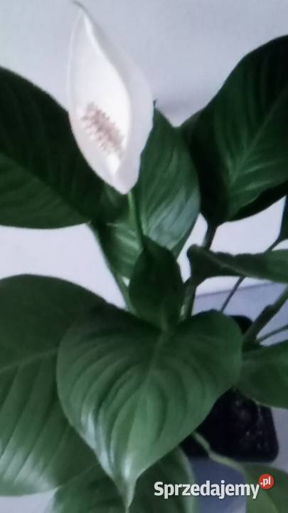 Skrzydlokwiat kwitnacy Warszawa